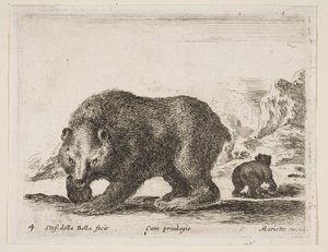 Tavola 4: orso, da 