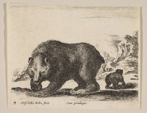 Tavola 4: orso, da 
