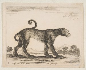 Tavola 9: leopardo, da 