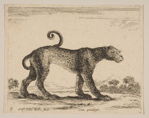 Tavola 9: leopardo, da Vari animali Diversi animali, ca. 1641 da Stefano della Bella