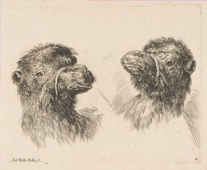 Due teste di cammello, ca. 1641 da Stefano della Bella