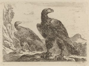 Due Aquile, Entrambe con la Testa Rivolta a Destra da Stefano della Bella