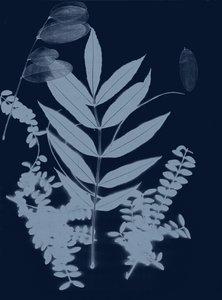 Fogliame ciano 01, 2017 (digitale) da Stephen Dow