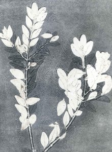 Giardino di mezzanotte III, 2015 (monostampa su carta)