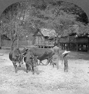 Trebbiare il riso, Amarapura, Birmania, 1908