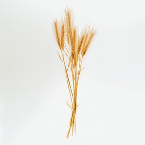 Orzo n. 01, 2020