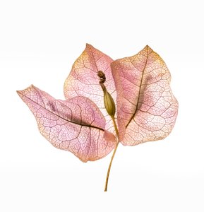 Brattea di Bougainvillea n. 01, 2020