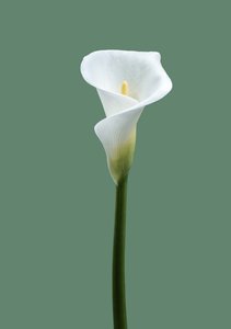 Calla Lily No. 02, 2021