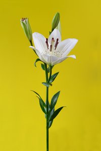 Giglio su giallo n. 01, 2020