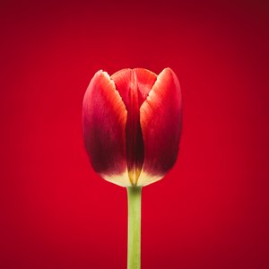 Ritratto di un singolare tulipano rosso su sfondo rosso da Steve Gallagher