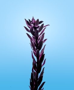 Elodea viola, 2021 da Steve Gallagher