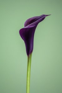 Singola Calla Lily viola, 2021 da Steve Gallagher