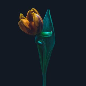Tulipano singolare, 2022 da Steve Gallagher