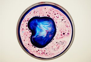Piatto di Petri, 2024