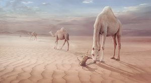  da Sulaiman Almawash