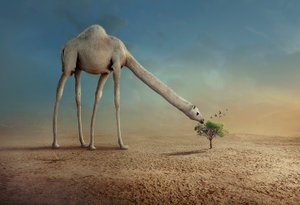  da Sulaiman Almawash