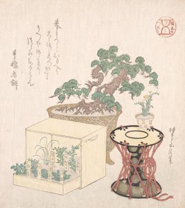 Pino in Vaso, Tamburo e Sette Erbe Piantate in una Scatola, XVIII-XIX secolo