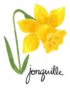 Illustrazione di un giunchiglia gialla da Susan Black