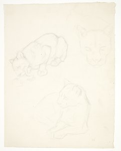 Tre studi di un cucciolo di leone
