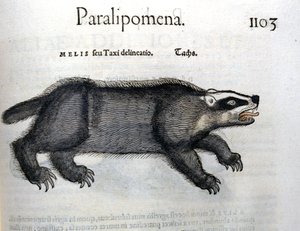 Tasso, illustrazione da 