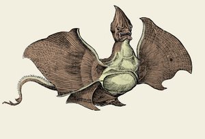 Mostro marino fantastico, illustrazione da 