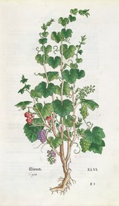 Vite (Vitis Vinifera) tavola botanica da De Historia Stirpium di Leonard Fuchs (1501-66) 1543 da Swiss School