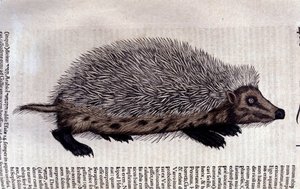 Riccio, illustrazione da 