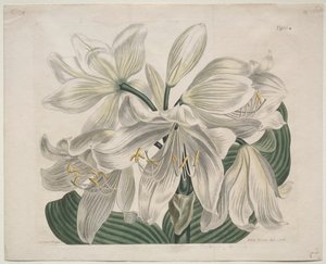 The Botanical Magazine o Flower Garden Displayed: White Cape - Coast Lily da Sydenham Teast Edwards