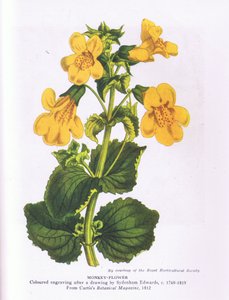 Fiore di scimmia, Natura in Gran Bretagna pubblicata da Collins 1946 (litografia a colori)