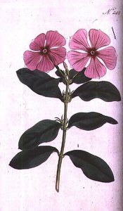 Pervinca (Vinca rosea madagascar), tavola 248 da 