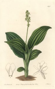 Orchidea Liparis africana da Sydenham Teast Edwards