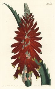Aloe ad albero - Aloe a foglia stretta, Aloe arborescens da Sydenham Teast Edwards