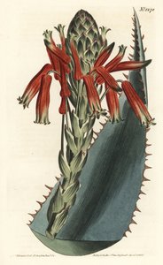 Aloe Variete - Aloe glauca da Sydenham Teast Edwards