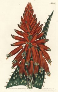 Aloe maculata da Sydenham Teast Edwards