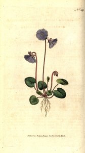 Soldanella alpina, Soldanella alpina