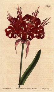 Amarillide color papavero, con fiori cremisi scuri, originaria del Capo di Buona Speranza (Sudafrica)