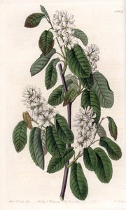 Amelanchier con foglie di ontano da Sydenham Teast Edwards