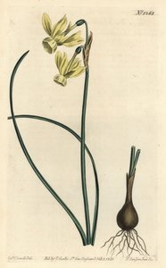 Narciso lacrime d