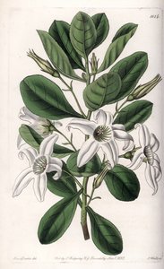 Anthocercis varietà, nativa dell