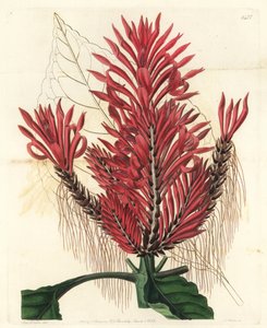 Aphelandra arborea, Aphelandra cristata da Sydenham Teast Edwards