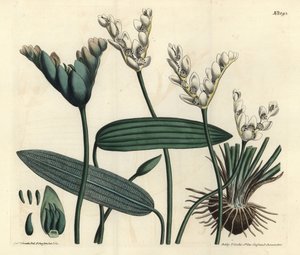 Aponogeton fragrante - Cap-pondweed, Aponogeton distachyos da Sydenham Teast Edwards
