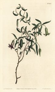 Bacca di mela o billardiera a fiori mutevoli, Billardiera mutabilis da Sydenham Teast Edwards