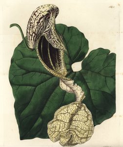 Aristolochia varietà - Aristolochia cymbifera da Sydenham Teast Edwards