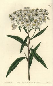 Doellingeria umbellata da Sydenham Teast Edwards
