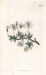 Aster acre - Aster arbustivo, Felicia fruticosa da Sydenham Teast Edwards