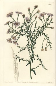 Varietà di aster - Aster di New York, Symphyotrichum dumosum da Sydenham Teast Edwards