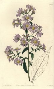 Aster panicolato