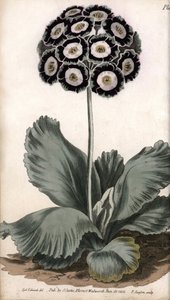 Auricola o orecchio d