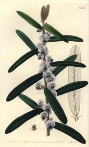 Hovea villosa da Sydenham Teast Edwards