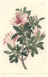 Azalea dei fioristi da Sydenham Teast Edwards